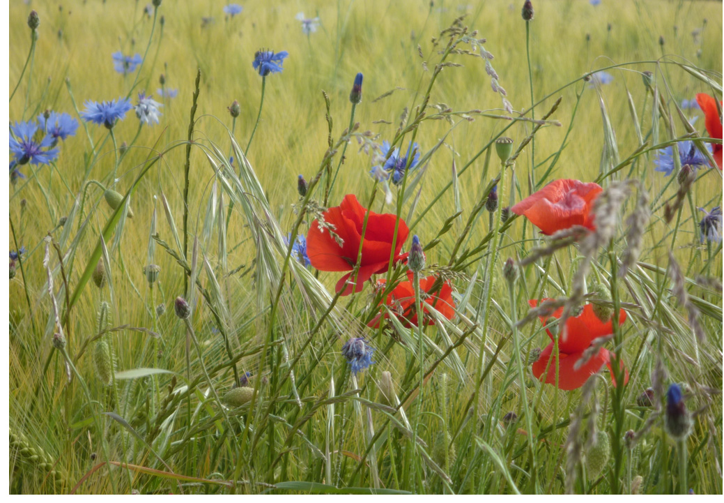 201308-Fleurs-des-champs