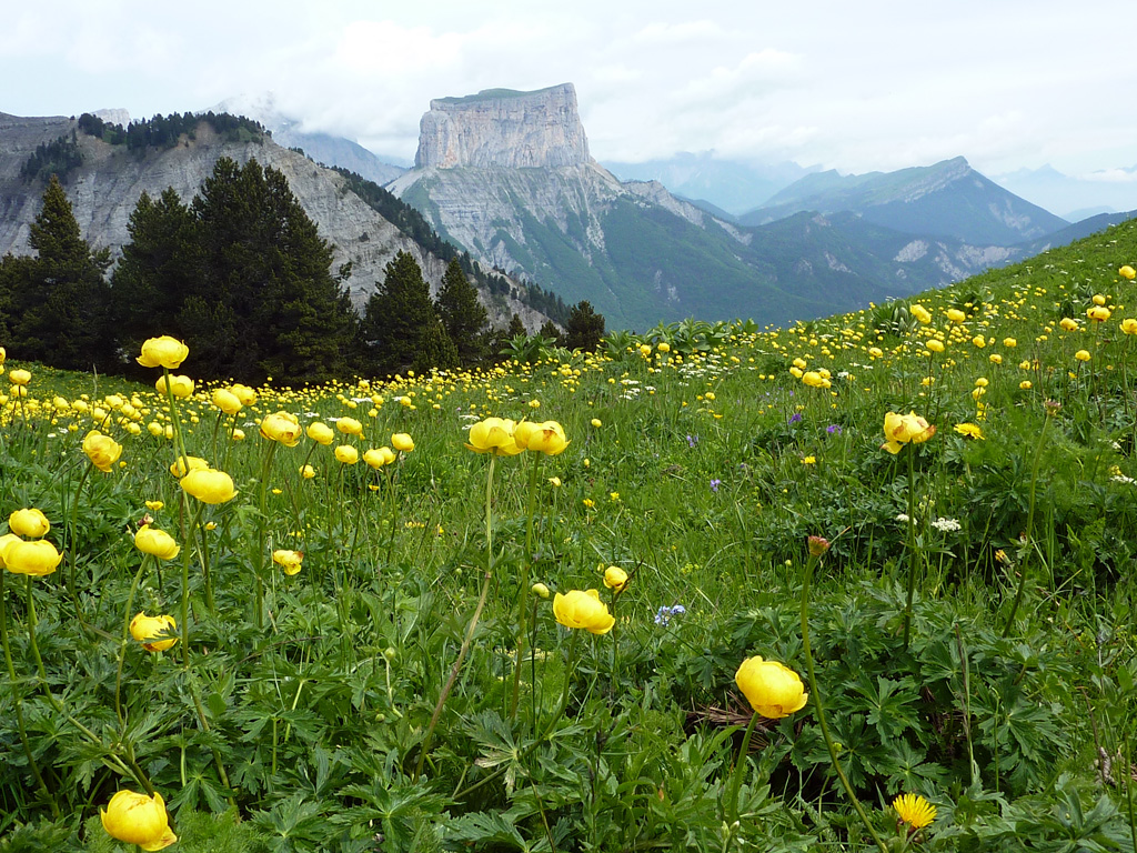 201308g8-Fleurs-des-champs