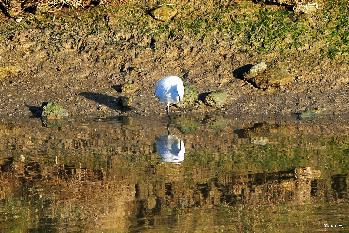 Aigrette