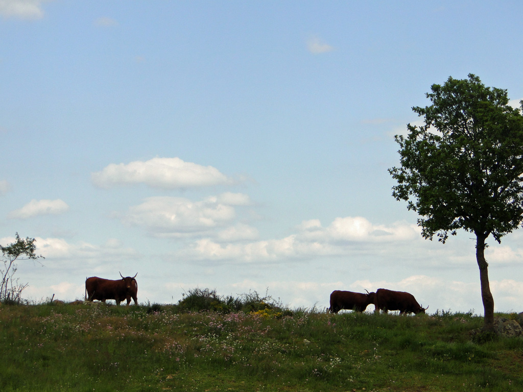 Auvergne