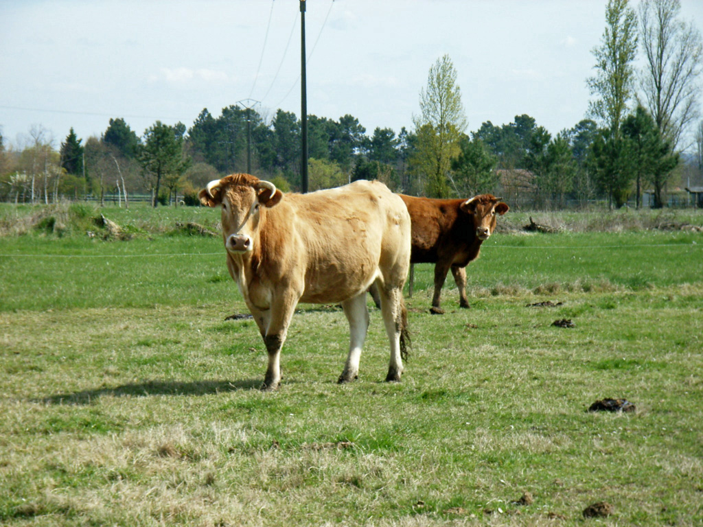 blonde d'Aquitaine