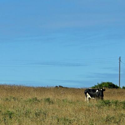 vache-Ouessant2