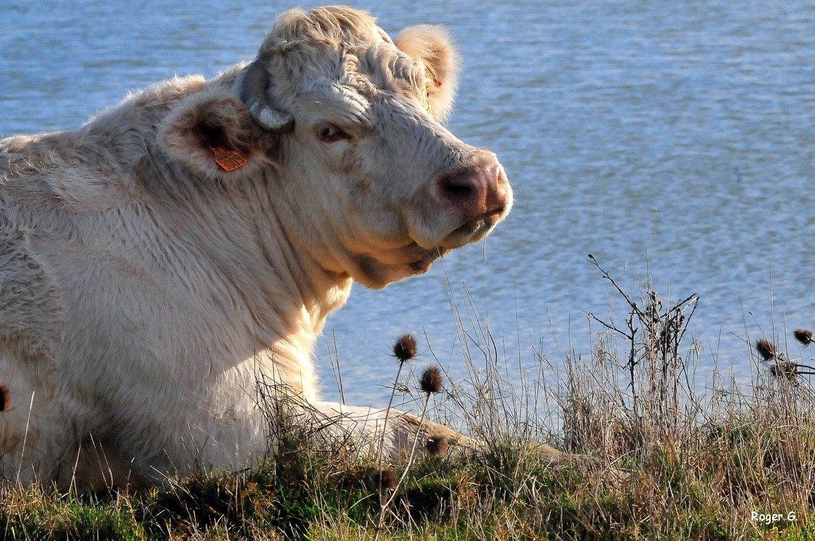 Vache vendéenne