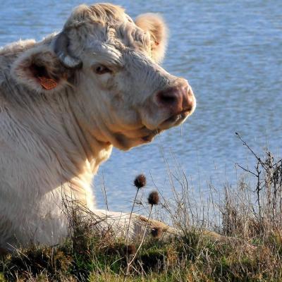 Vache vendéenne